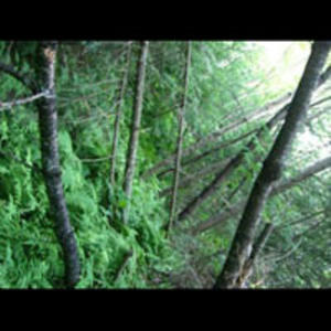 3rd Class Ticket to New Zealand