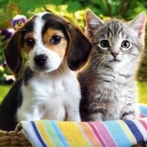 I Love My Dog You Love your Cat