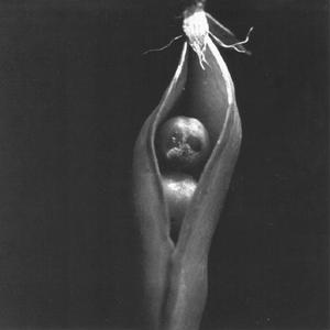 yellow cake & velvet crash