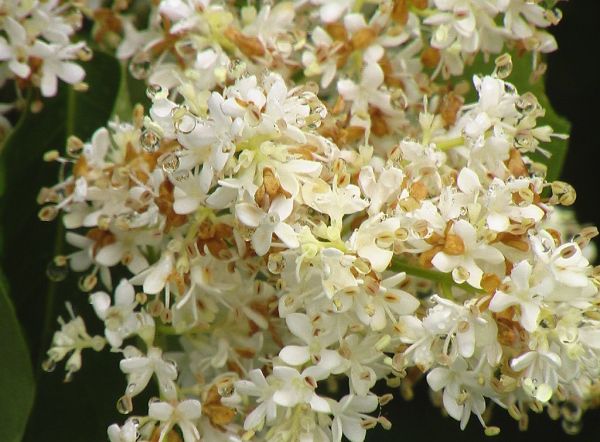 Half blossomed Japanese lilac on rainy day