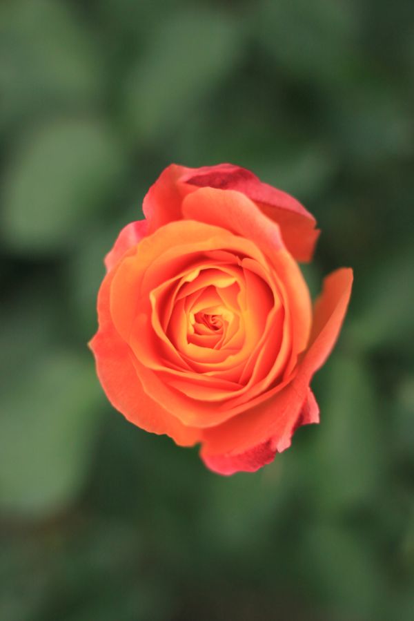 Rose, Souvenir 'd Anne Frank