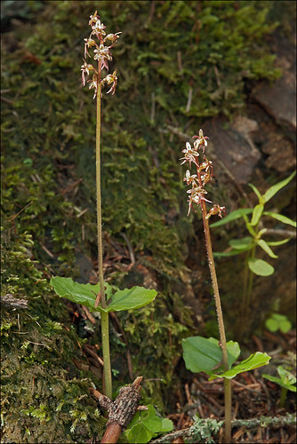 Listera-cordata_1