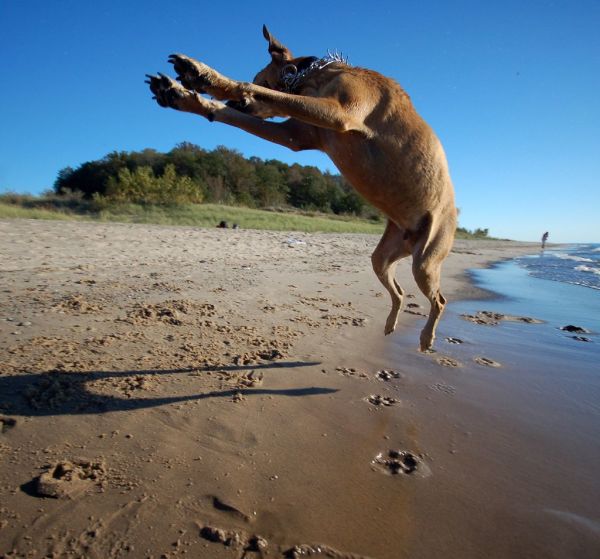 Steve demonstrates his mastery of capoeira