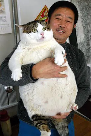 fat cat