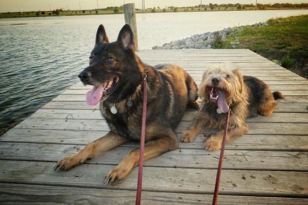 The boys again...this time actually looking in my direction...#sunset #lakepflugerville #texas #dogs #linky #theotto #xe2s #fujifilm #gettingoutside
