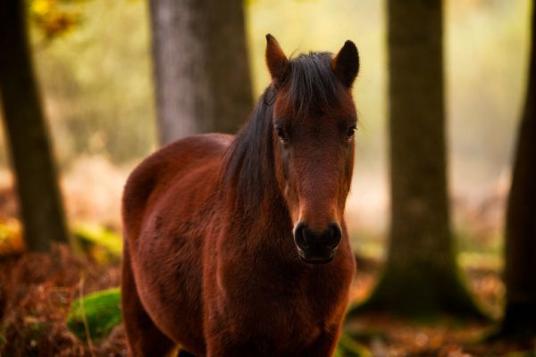 The Encounter #5 - Hello (Explore)