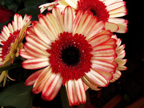 Gerbera 'Sorbet' ♥ ...........visca el barça !!!!