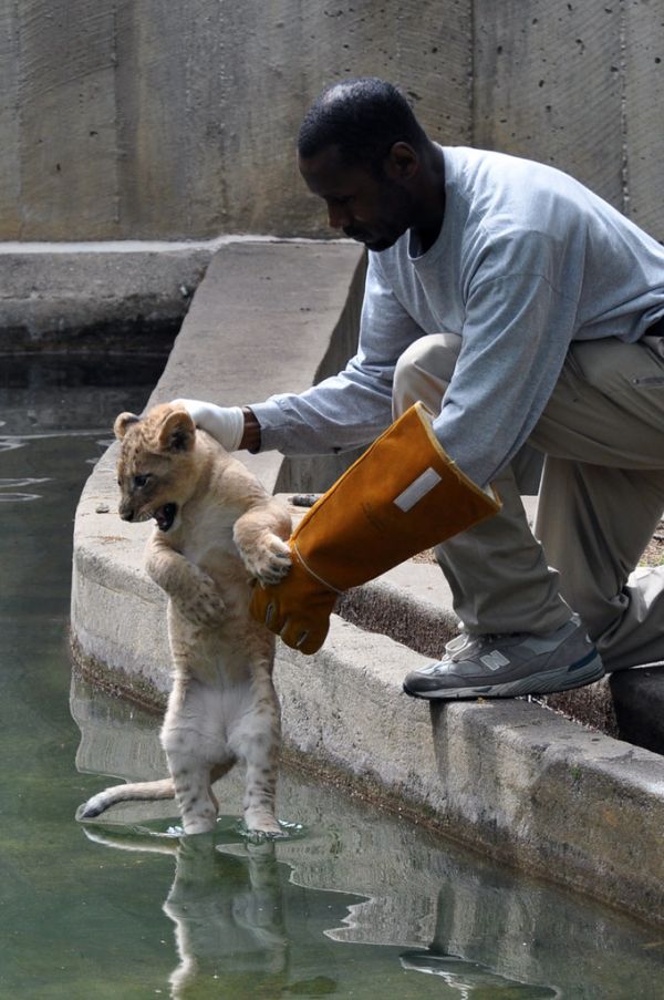 National Zoo's African Lion Cubs Pass Swim Reliability Test and Explore Their Yard