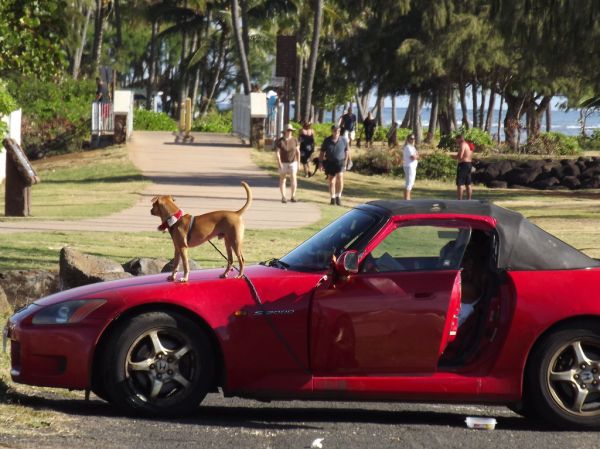 Car Watchdog