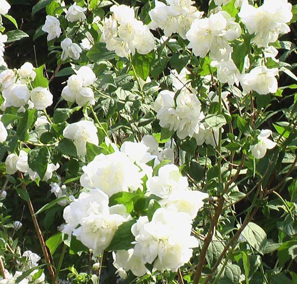mock orange blossoms in St. John's, Newfoundland