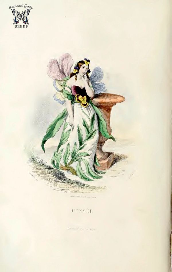 Pensée (Pansy, Johnny jump-up, Viola tricolor). Les fleurs animées, vol. 2 (1867)