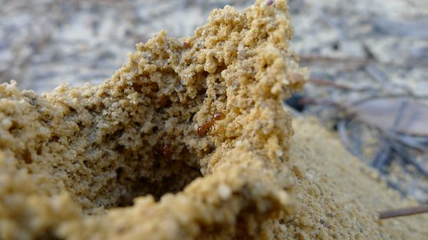 Funnel Ant hole with ant