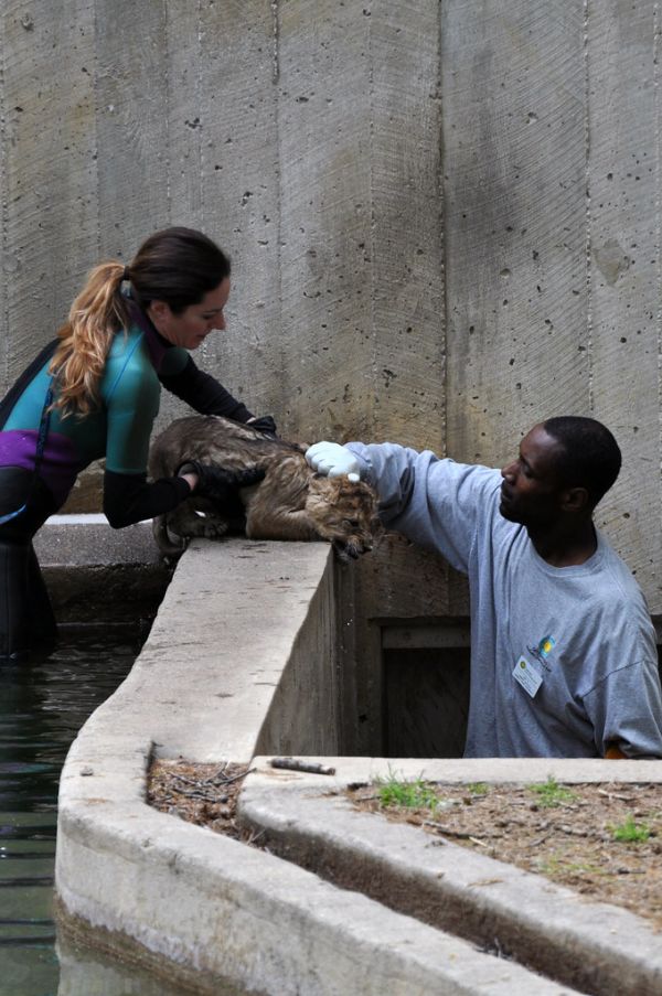 National Zoo's African Lion Cubs Pass Swim Reliability Test and Explore Their Yard