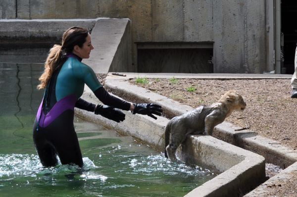 National Zoo's African Lion Cubs Pass Swim Reliability Test and Explore Their Yard