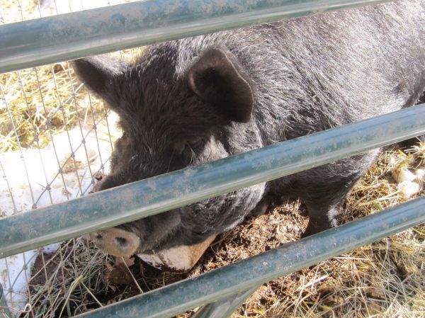 johnny pig is behind bars