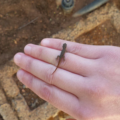 say hello to my little friend :)