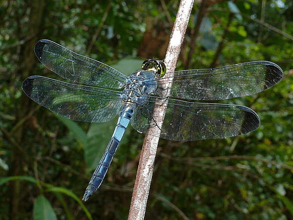 Dark- tipped Forest Skimmer (Cratilla metallica) male (8538433079)