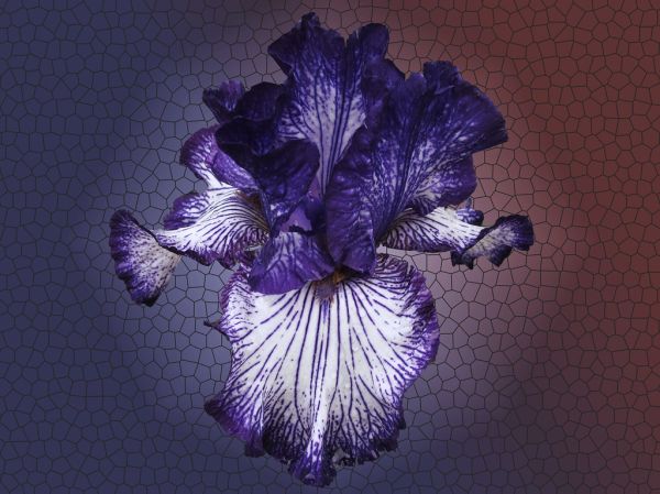Iris ART DECO * Barça