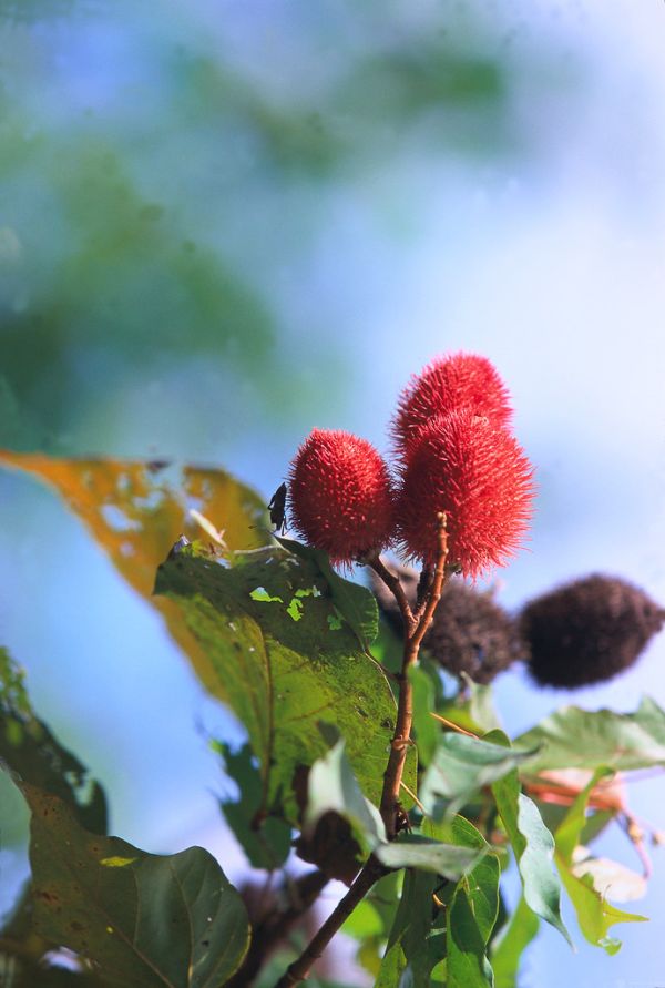Urucu, grows wildly in the Amazon region