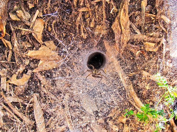 Funnel-web spiders - Wolf's Farm - Brazil - Fazenda do Lobo