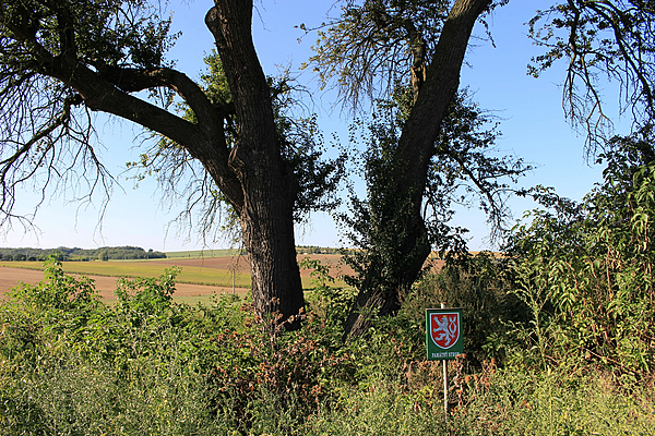 Hrušeň Linky Procházkové2a