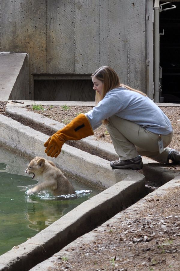 National Zoo's African Lion Cubs Pass Swim Reliability Test and Explore Their Yard