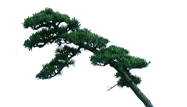 Bonsai Tree Branch