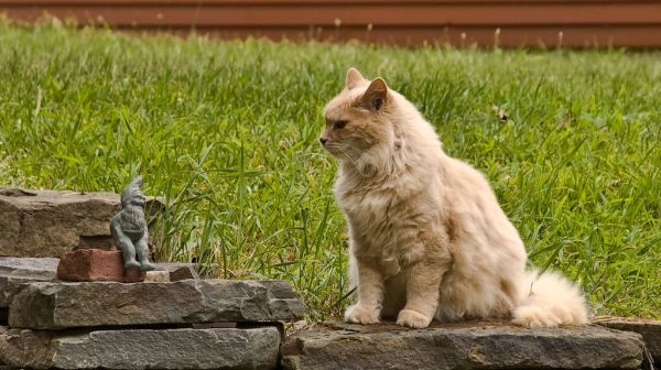 Cat stares down gnome