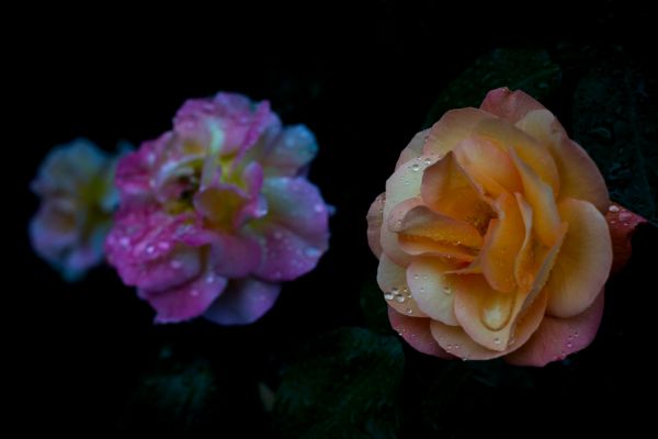 Souvenir de Anne Frank