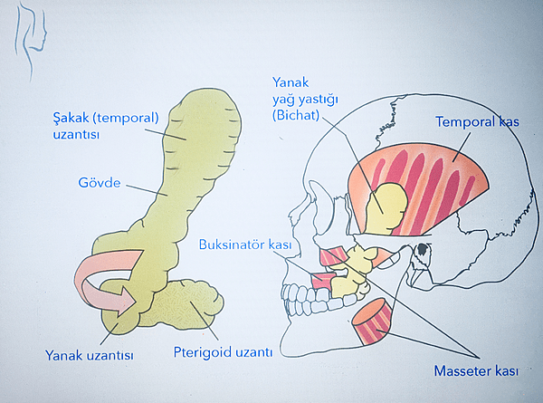 Bichat yağ yastığı anatomisi