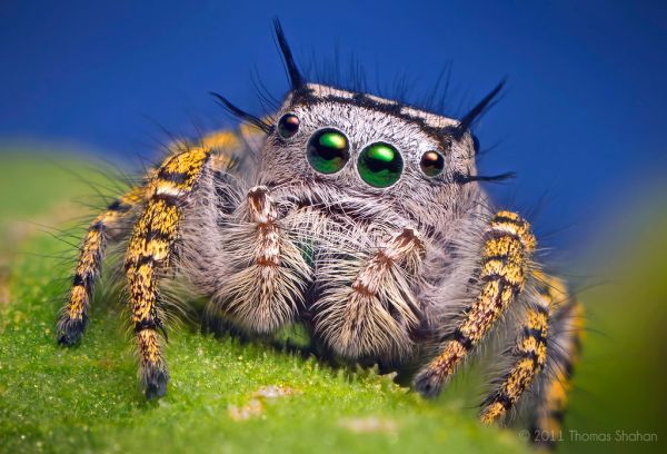 Adult Female Jumping Spider - Phidippus mystaceus