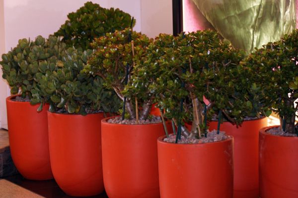 David Jones Fashion Ambassador Miranda Kerr in store book signing, Kora Organics