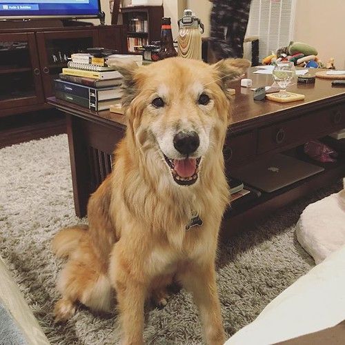 If you didn’t see one of my other posts elsewhere, we finally got a diagnosis for Fox. She has a mass between her spine and bladder that’s likely cancerous. Treatment isn’t really a viable option, so we’re keeping her comfortable for as long as what feels