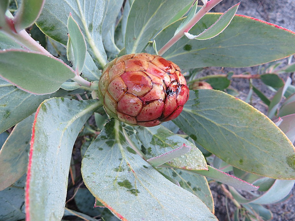 Protea recondita linkie iNat18555525a