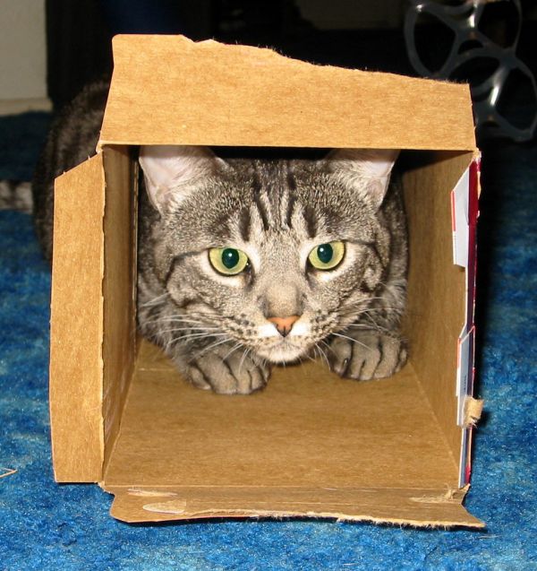 Cat in the Box