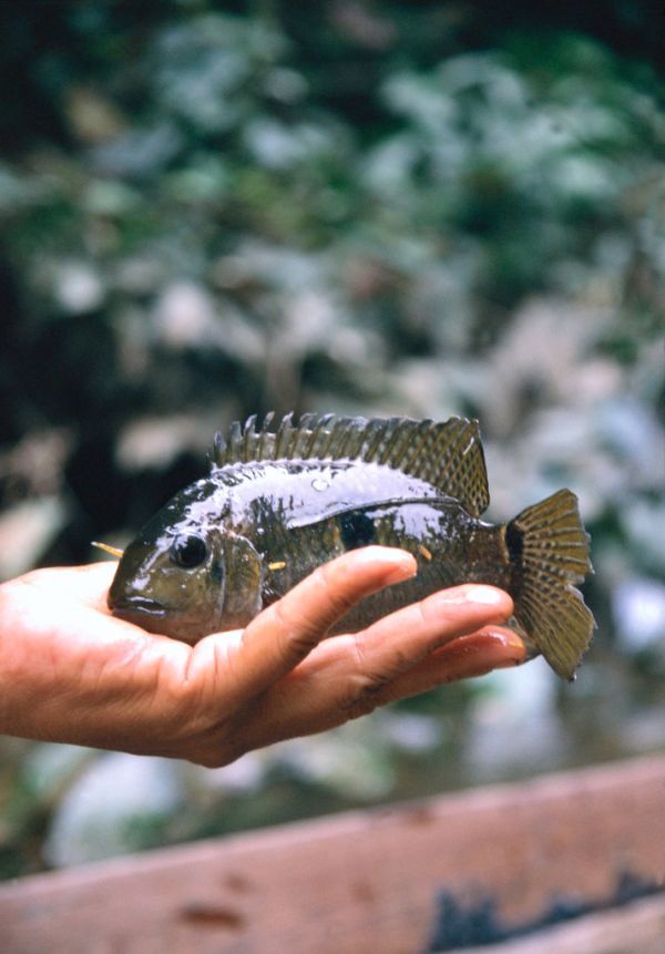 The Cara, one of the many species of fish found in the Amazon region