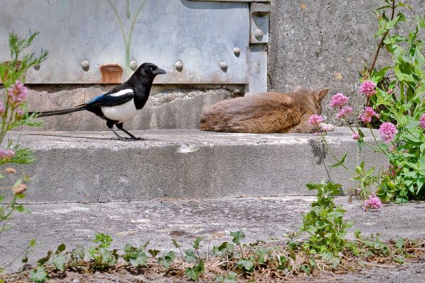 Today I Almost Felt Sorry For A Cat!