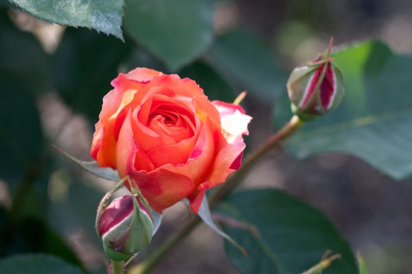 Rose, Souvenir 'd Anne Frank