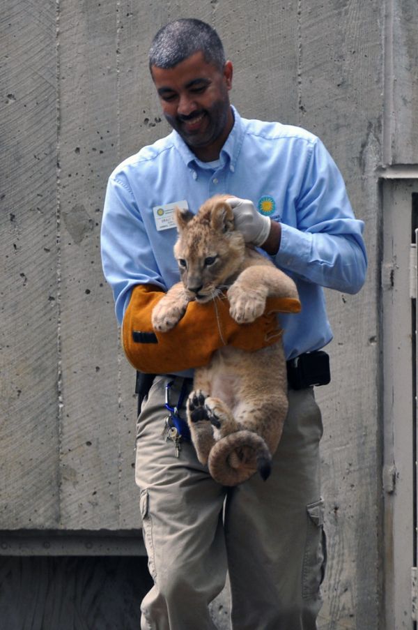 National Zoo's African Lion Cubs Pass Swim Reliability Test and Explore Their Yard