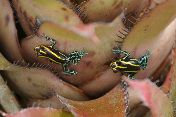 Amazon Poison Dartfrog (Ranitomeya variabilis)