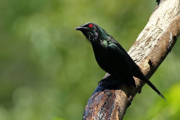 Metallic Starling (Aplonis metallica)