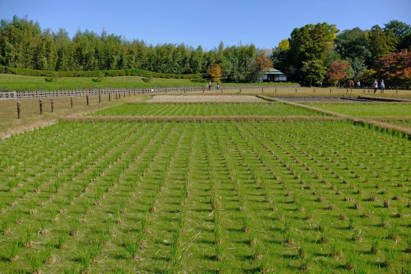 Rice paddies - Kora-Kuen Gardens, Okayama, Japan.