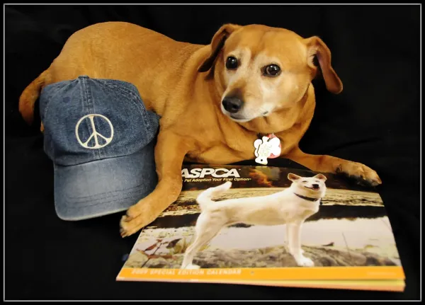 Happy New Year From Little Girl and The Peace Hat