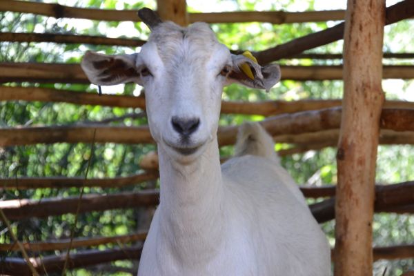 Visit to John Oboum's climate-smart farm site in Western Kenya