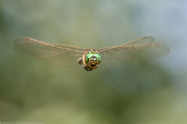 Brilliant Emerald (Somatochlora metallica)
