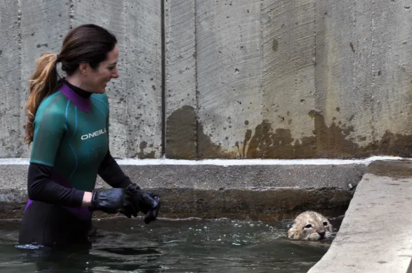 National Zoo's African Lion Cubs Pass Swim Reliability Test and Explore Their Yard