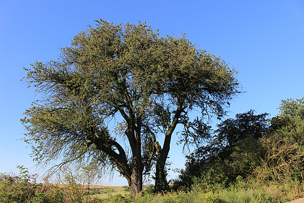 Hrušeň Linky Procházkové3a