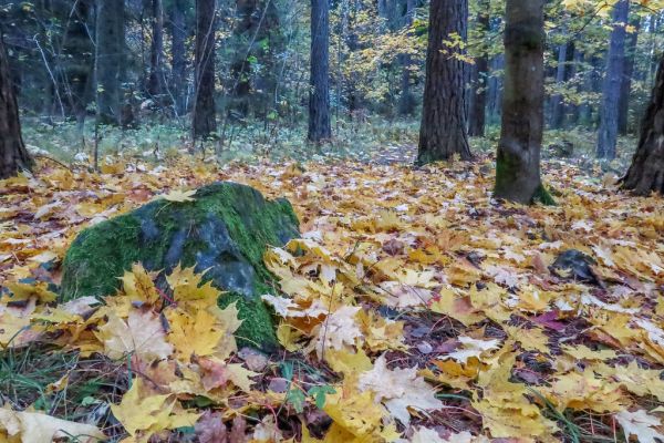 Canon Powershoot G7 X Test