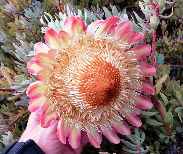 Protea sulphurea linkie iNat11243659