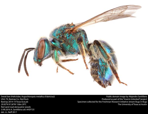 Sweat bee (Halictidae, Augochloropsis metallica (Fabricius))